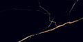 Marquina Gold